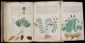 Manoscritto Voynich