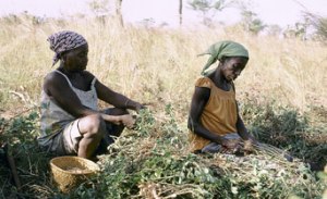 ida-burkinaFaso-pho-agriculture