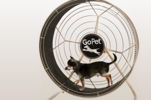 treadwheel-ruota-per-cani