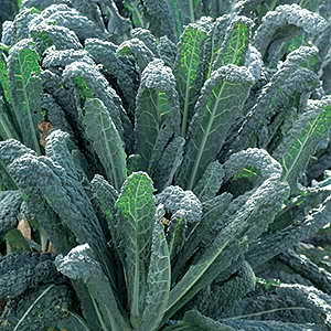 cavolo nero