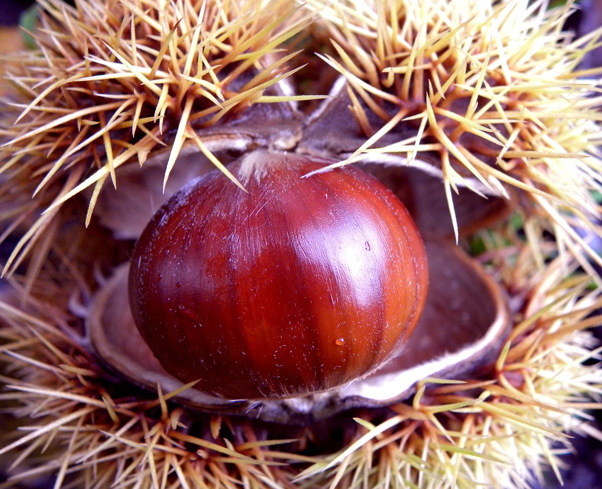 Tempo di castagne