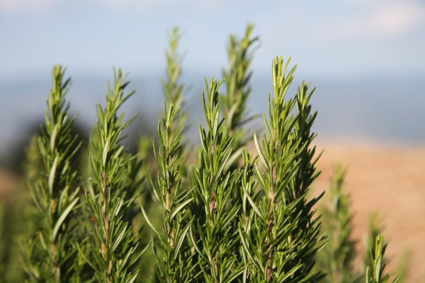 rosmarino Rosmarinus officinalis 05