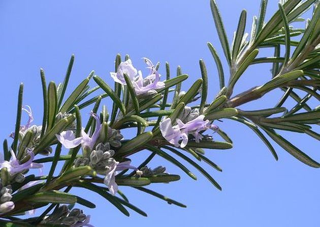 umore-basso-rosmarino